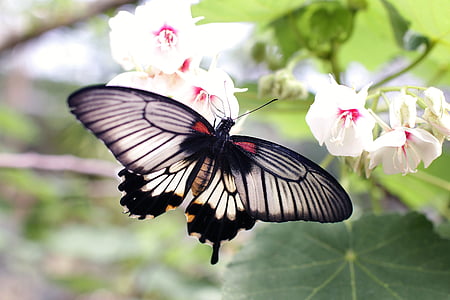 white and black swallowtail butterfly perched on white petaled flowers in closeup photo