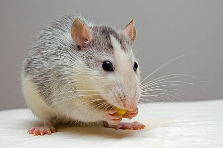 brown and white rodent holding food standing on white textile