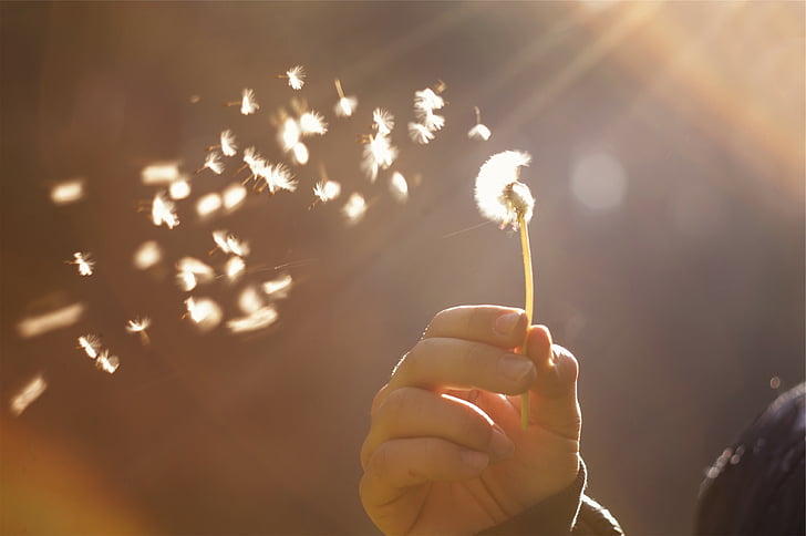 person holding a white dandelion flower