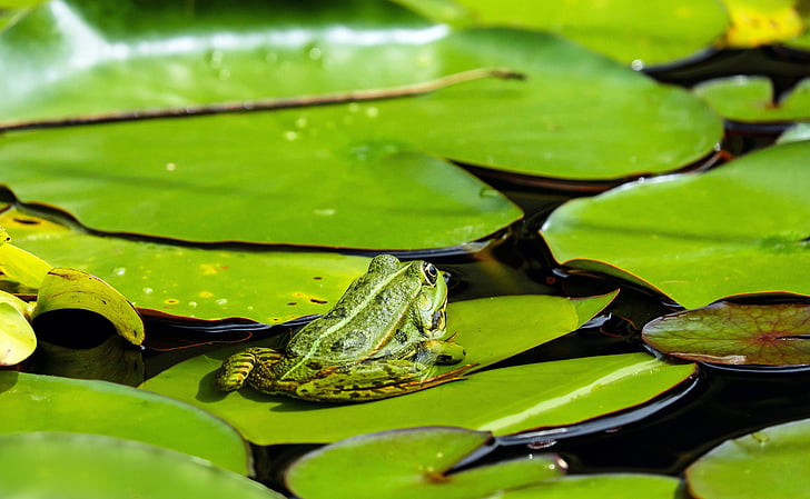 green frog on green water lily pad at daytime