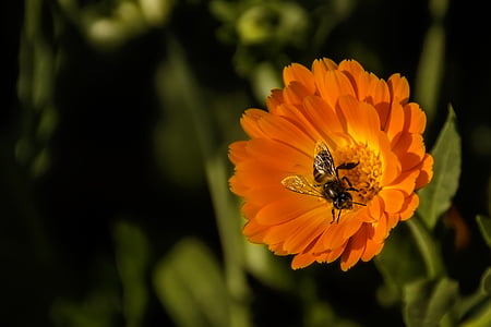 picture of bee on orange flower