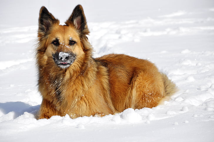 adult tan dog on snow
