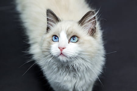 shallow focus photography of white and tan cat