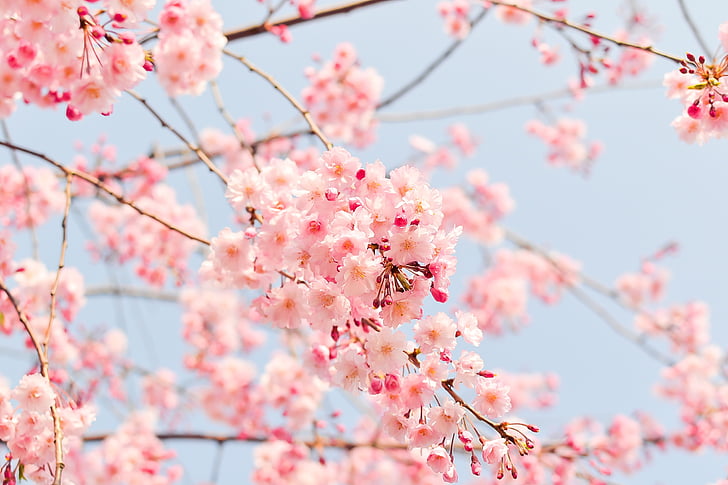 macro shot photography of cherry blossoms