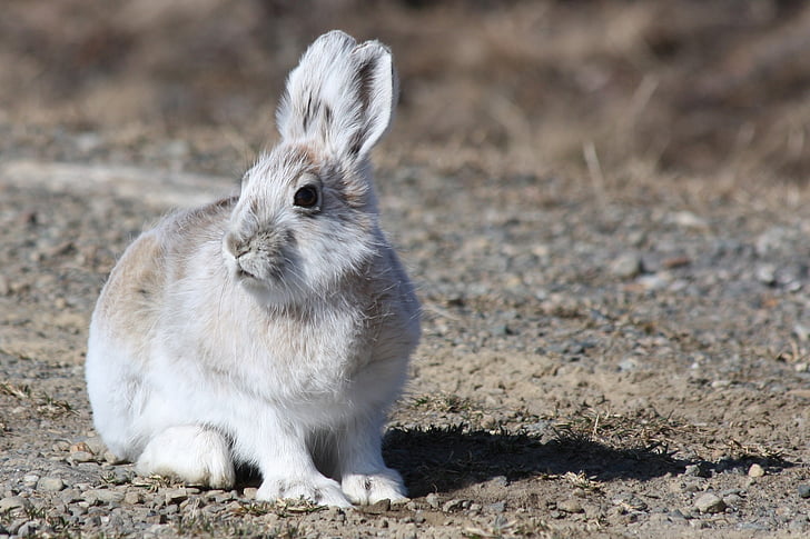 gray and white rabbit during daytime