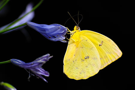 yellow butterfly on purple flower in closeup shot