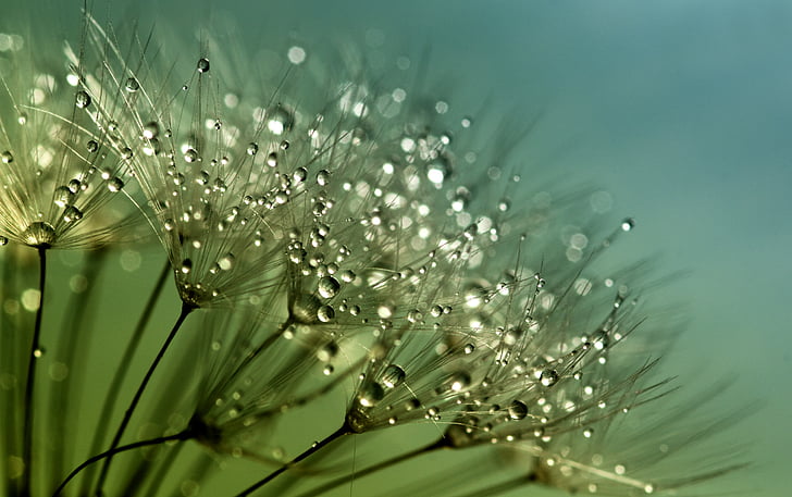 selective focus photography of water dew on leaves