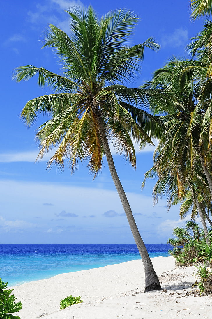 photo of green coconut tree on seashore