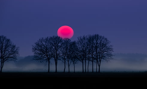 silhouette photo of trees and red full moon