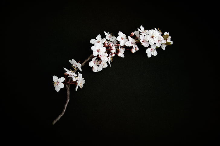 white flowers with black background