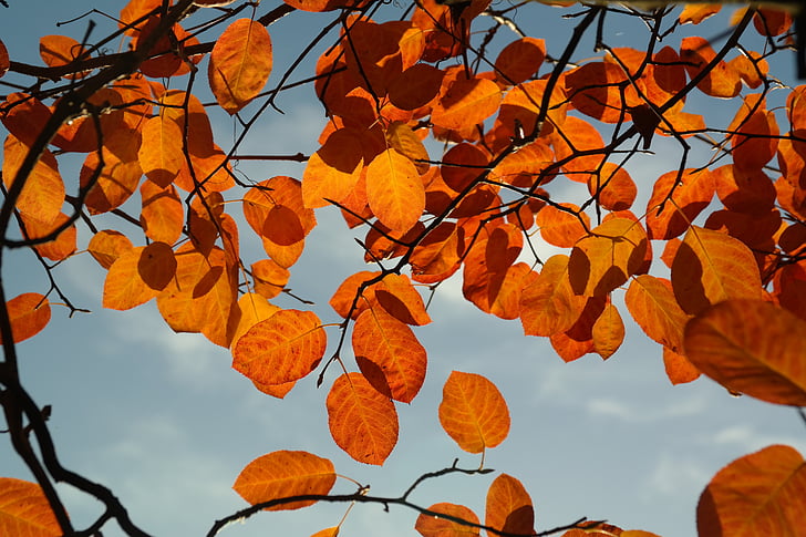 low angle photo of orange leaf tree under clear blue sky