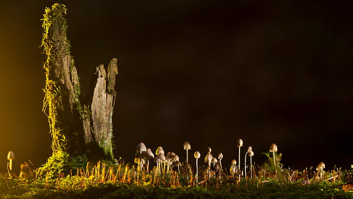 macro photo of brown mushrooms