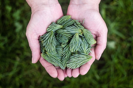 person holding green weeds