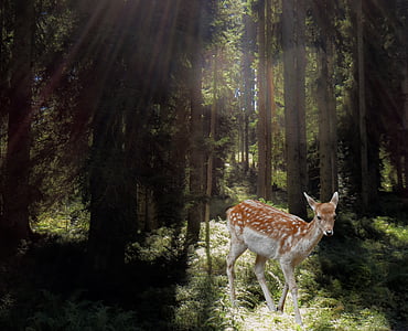 white tail doe surrounded by green forest