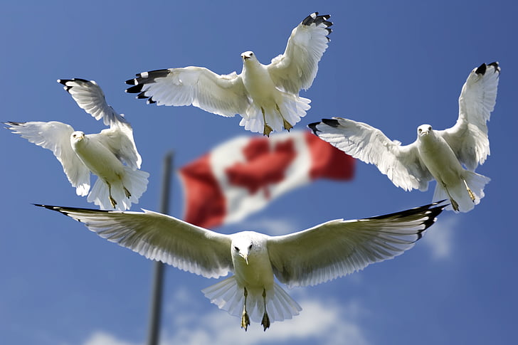 four flying white birds with flag of Canada in background