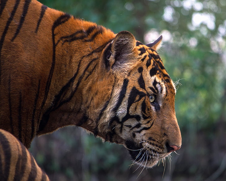 selective focus photography of reddish-orange tiger