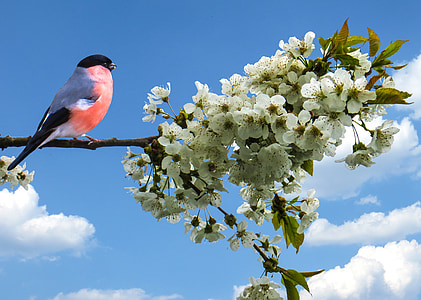 closeup photography of red and grey bird perched on white blossoms