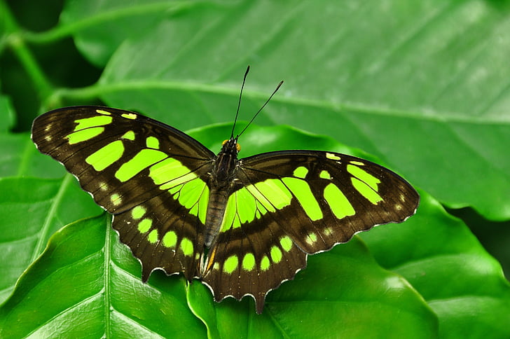 green Malachite butterfly perching on green leaf in close-up photography