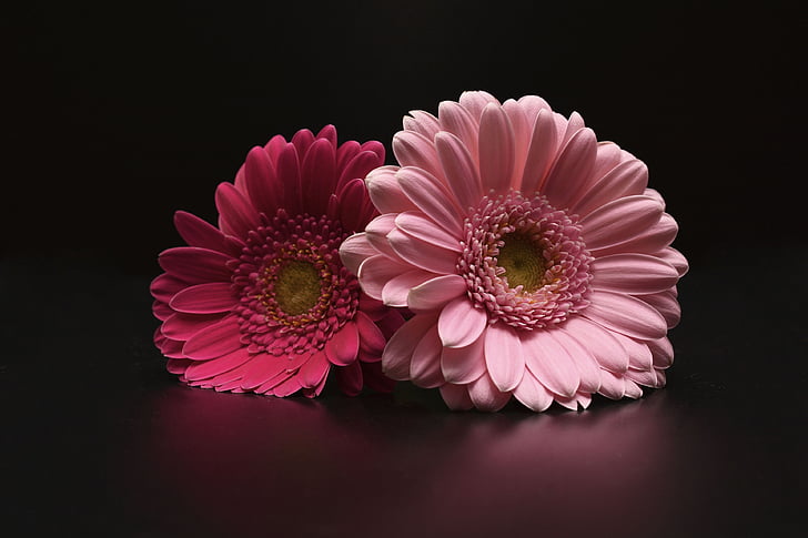 two pink calendula flowers