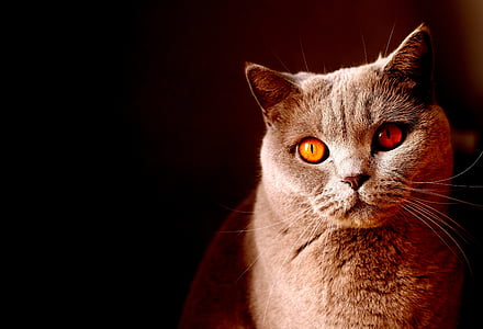 yellow-eyed short-fur grey cat
