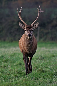 photo of brown deer on green grass covered ground