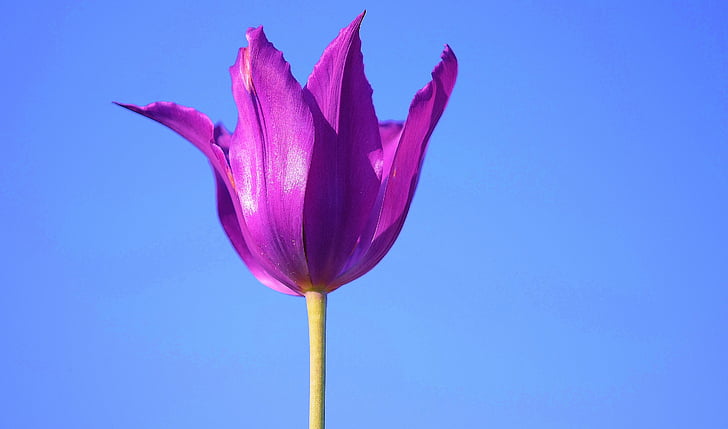 purple flower under clear sky during daytime