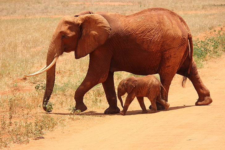 brown elephant and baby elephant on ground