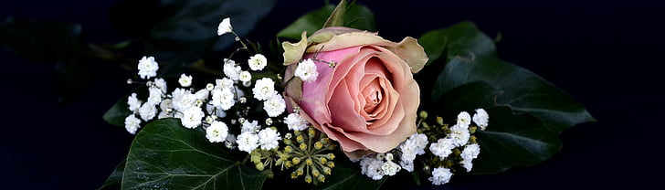 pink rose flower and baby's breath flowers