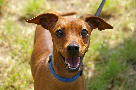 short-coated brown dog with blue collar