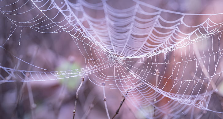 spiderweb on twigs closeup photography