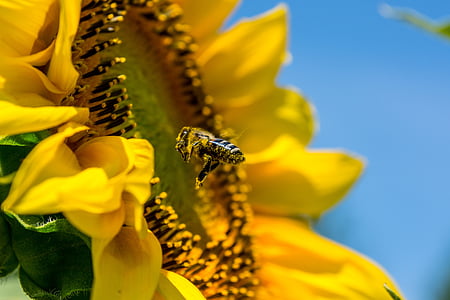 honey bee hovering by blooming yellow sunflower in search for nectar