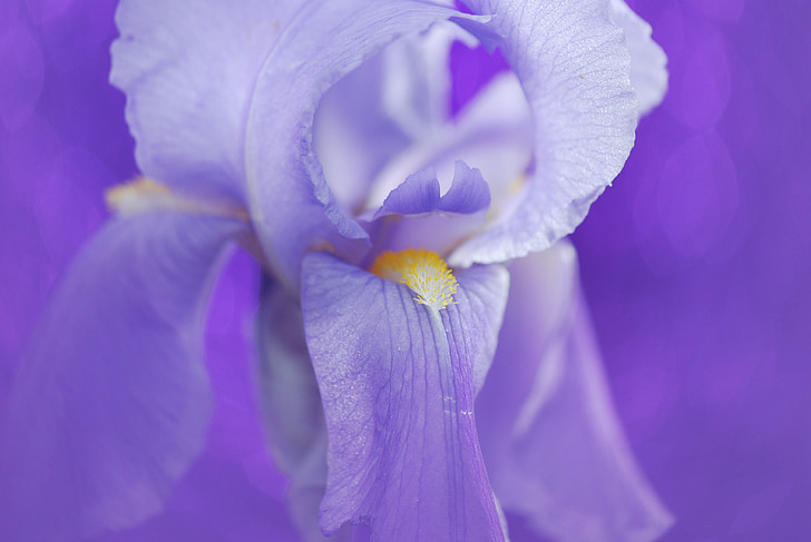 selective focus photography of purple iris flower