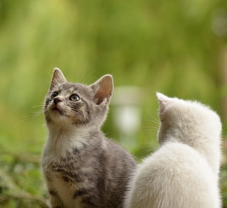 silver and white tabby cats