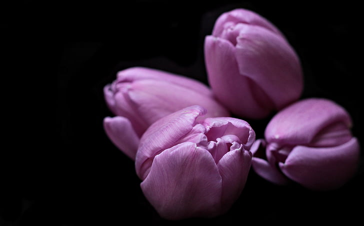 closeup photography of half bloomed purple tulip flowers
