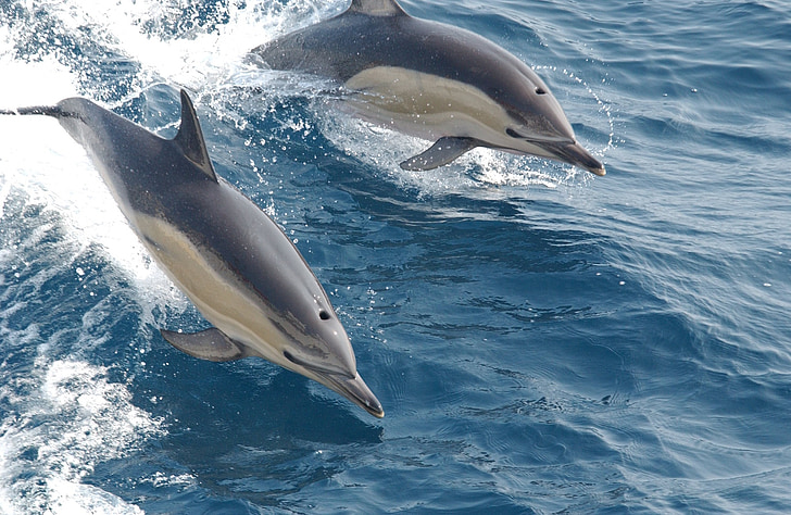 two gray dolphins on body of water