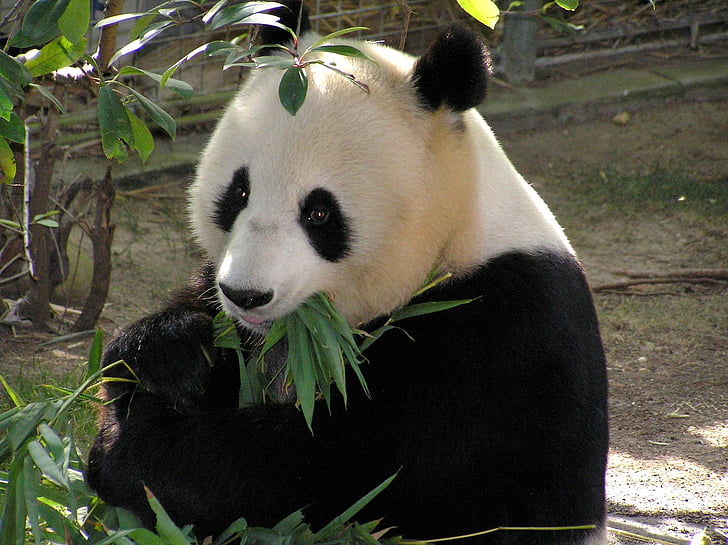 panda eating leaf