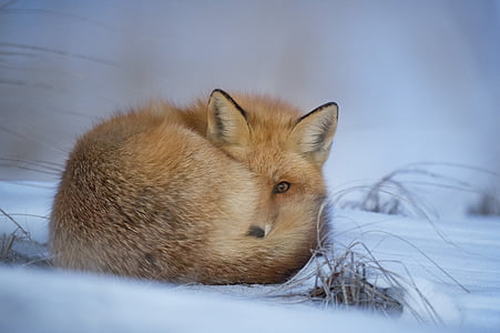 orange fox lying on snow