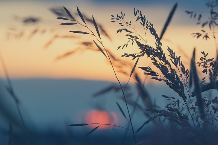 grass in front of sunset