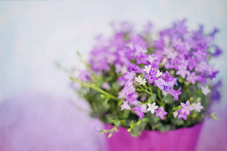 closeup photo of purple petaled flowers in pot