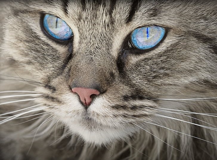 silver tabby cat with blue eyes