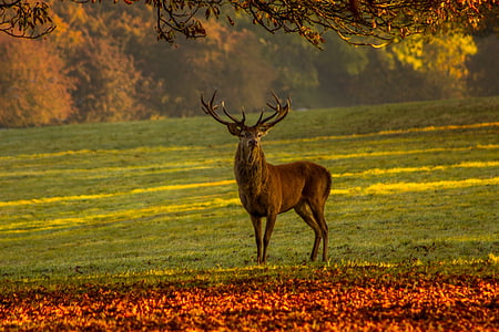 brown stag on green grass field during daytime
