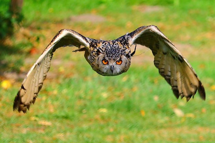 closeup photography of brown, black, and white owl flying during daytime