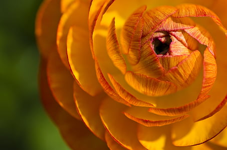 macro photography of orange ranunculus flower