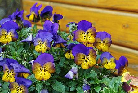 purple and yellow petaled flowers
