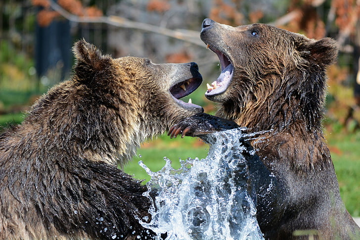 two grizzly bears on body of water