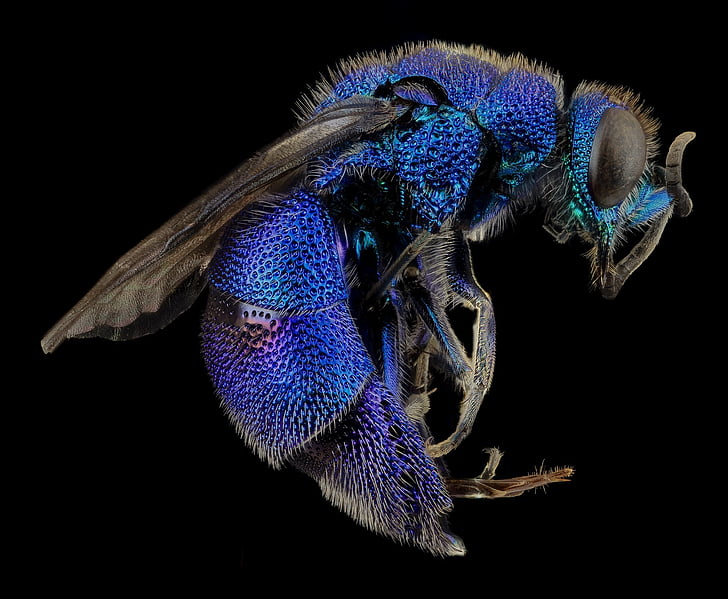 micro photography of blue bee
