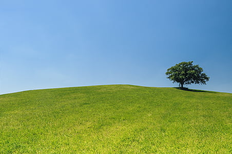 photography of green tree on green grassy field during daytime