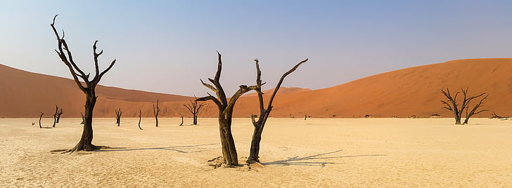 brown tree on desert