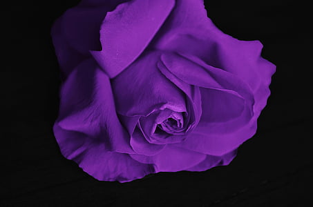 purple rose flower