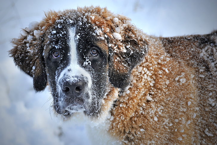 adult brownish-white Saint Bernard covered with snow